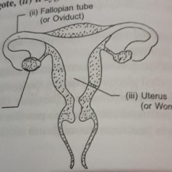 Female reproductive system diagram se-6