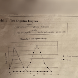 Enzyme and cellular regulation pogil