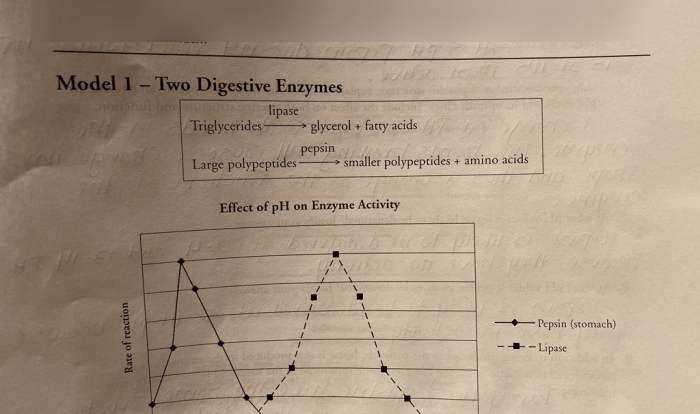 Enzyme and cellular regulation pogil