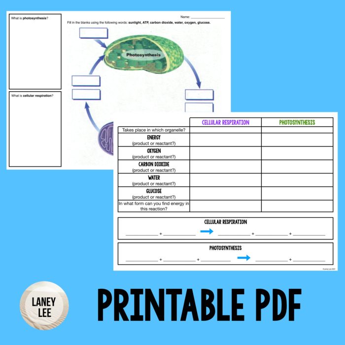 Photosynthesis respiration graphic cellular notes organizer worksheet biology blank teacherspayteachers science teaching students master help lesson cell fill activity connections