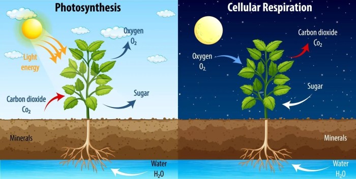 Process of photosynthesis graphic organizer