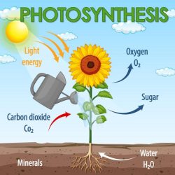 Graphic organizer photosynthesis lesson concept when directions