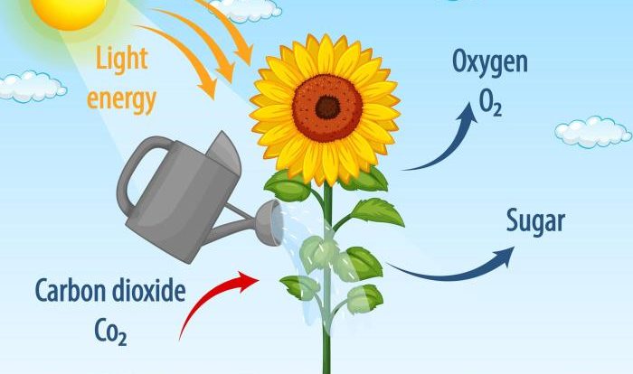 Graphic organizer photosynthesis lesson concept when directions