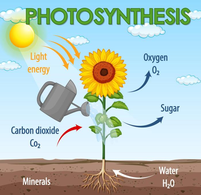 Graphic organizer photosynthesis lesson concept when directions