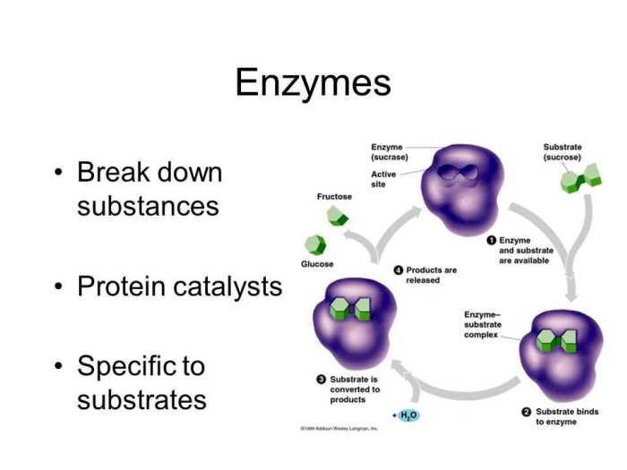 Enzyme and cellular regulation pogil