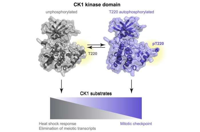 Enzyme and cellular regulation pogil