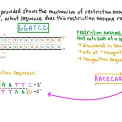 Restriction enzyme worksheet 1 answer key