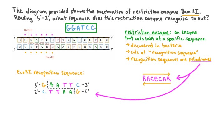 Restriction enzyme worksheet 1 answer key