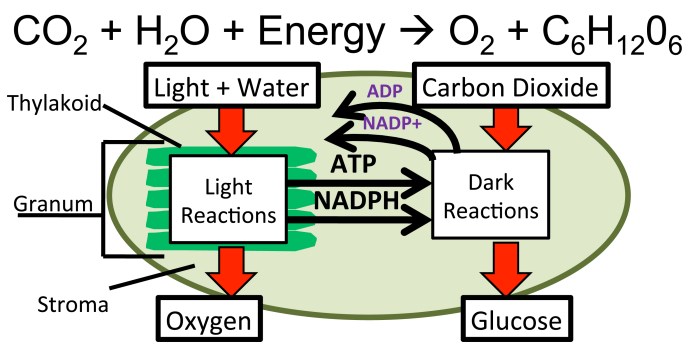 Process of photosynthesis graphic organizer