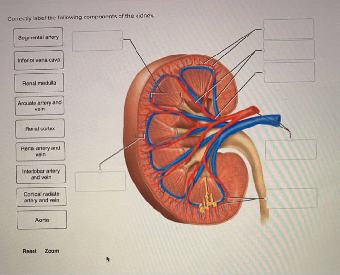 Correctly label the following components of the kidney