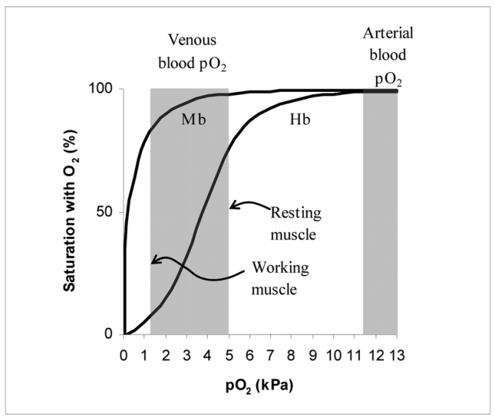 Myoglobin hemoglobin dissociation transport binding saturation vs proteins bind p02 regarding molecule libretexts transition metals gases respiratory mammals compounds coordination