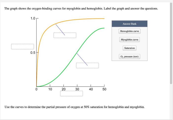 The graph shows the oxygen-binding curves for myoglobin and hemoglobin