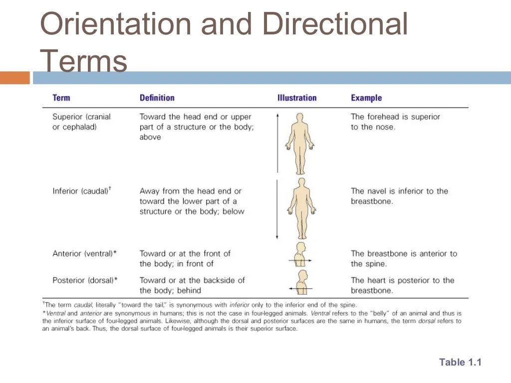 The human body an orientation chapter 1 answer key