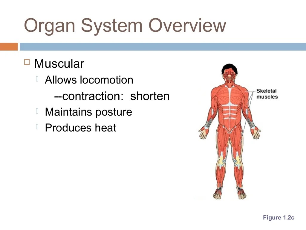 The human body an orientation chapter 1 answer key