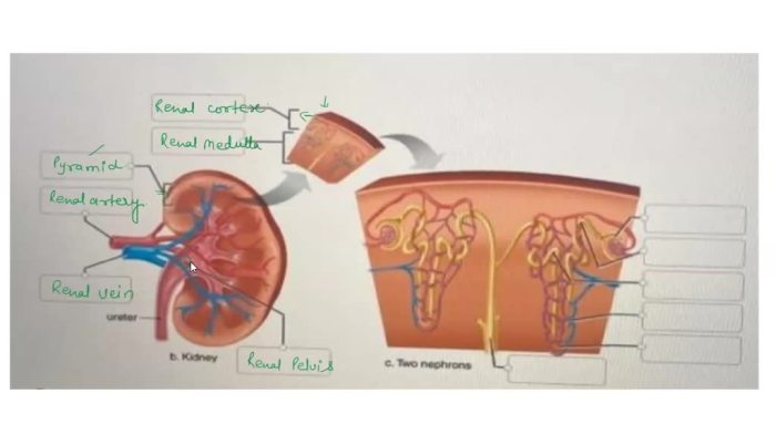 Densa renal corpuscle macula histology afferent arteriole membrane basement endothelium