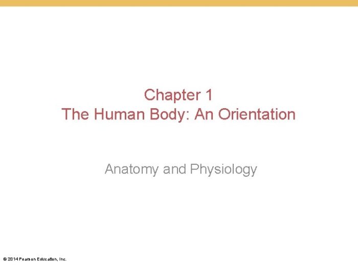 The human body an orientation chapter 1 answer key