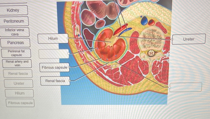 Correctly label the following components of the kidney