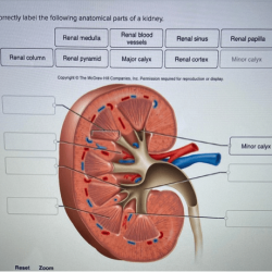 Kidney anatomy knowyourbody function