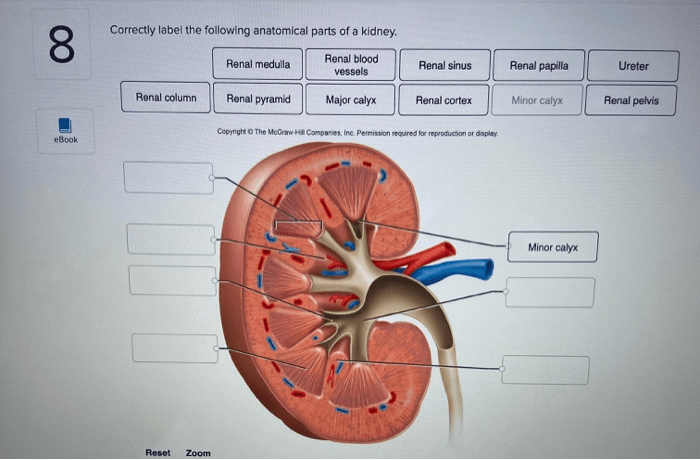 Kidney anatomy knowyourbody function