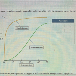 Binding hemoglobin curves myoglobin oxygen o2 hb mb structures comparison curve ppt powerpoint presentation slideserve