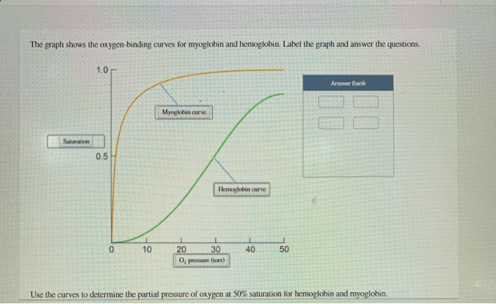 Binding hemoglobin curves myoglobin oxygen o2 hb mb structures comparison curve ppt powerpoint presentation slideserve