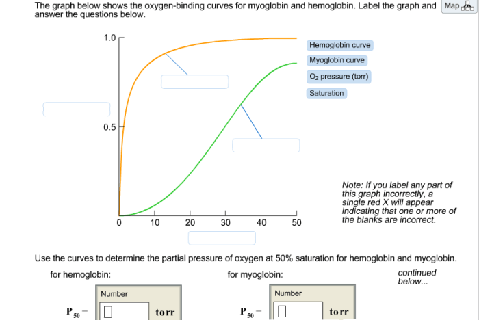 The graph shows the oxygen-binding curves for myoglobin and hemoglobin